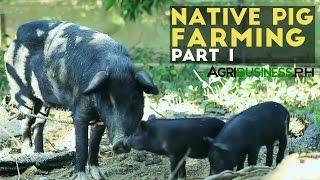 Native Pig Farming Part 1 : Native Pigs in the Philippines | Agribusiness Philippines
