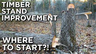 Timber Stand Improvement For Beginners!! | Where To Start?!