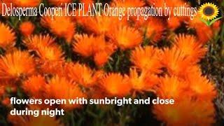 Ice Plant (Delosperma Cooperi) Orange  Propagation in 3 steps Bouturage en 2 mn  Wheels of Wonder