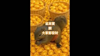 Gold squirrel，黃金松鼠鼠來寶，願大家都發財#gold #squirrel #黃金 #金元宝 #松鼠