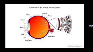Functional Compartmentalization of Photoreceptor Neurons by Peter D. Calvert, PhD | UCI CTVR