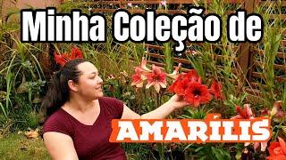 Vem Conhecer Minha COLEÇÃO de AMARÍLIS e aprender a CULTIVAR essa Planta | Juliane Becker