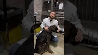 ПЁСЕЛЬ РЕКС С ПЕРЕЛОМОМ НИЖНЕЙ ЧЕЛЮСТИ.