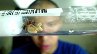 Camponotus maculatus Queen with first Nanitic. What to do next? by AntsCanada