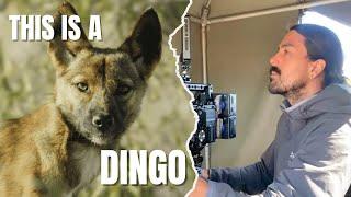 Not Just Ginger: The Truth About Dingo Coat Colour