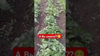 Тоже вот не знаю, с какого края начинать?? #kazakhstan #kokshetau #potato #recipe #respect