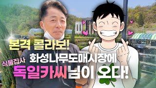 화성나무도매시장 본격콜라보! 식물집사독일카씨님, 어서오세요 ^^