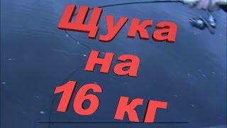 РЫБАЛКА ЩУКА МОНСТР, щука на 16 кг