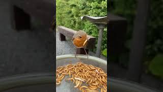 Tailor the Robin! ️ #nature #wildlife #cute #birds #robin #ytshorts #reels #shorts #countryside