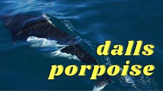 DALLS PORPOISE Alaska Whale Watching Tour in Seward