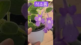 #은혜화훼판매장 #삭소롬