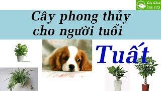 Cây phong thủy dành cho người tuổi Tuất