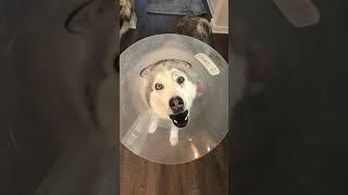 Stubborn Husky Protests Cone