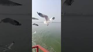 Bird feeding || Sea Birds | Bird catching chips