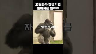 사람처럼 잘생긴 고릴라ㅋㅋ