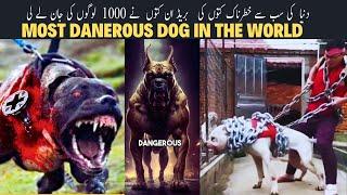 Shocking: Top 5 dangerous dog breeds