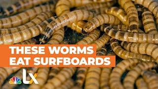 These Super Worms Are Helping Save the Planet | LX NEWS