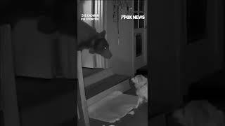 Massive bear confronted by family dog after wandering into home #shorts #foxnews #viral #news #us
