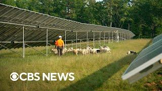 How "solar grazing" is creating a new industry