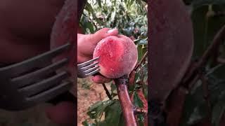 Oddly satisfying #fruits #vegetable #Agriculture 1