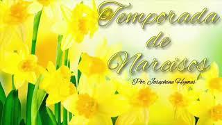 La Temporada de Narcisos |Capítulo 8| Ballad 1, Opas 23 (Parte 1)