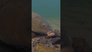 Watch the Bite Happen