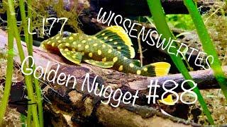 L177 Golden Nugget | Wissenswertes #88