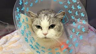 My kittens saved Piko's life