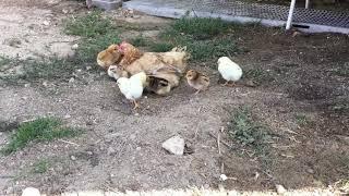 Gallina enana(Kika , americana) y pollitos