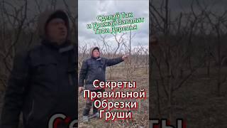 Обрезка Груши. Как Сделать Всё Правильно?