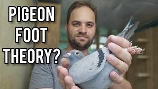 Can you tell a pigeon's sex by looking at its toes?