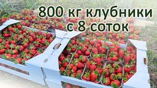 800 кг клубники с 8 соток.