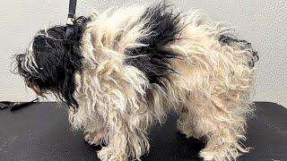 SEVERELY MATTED Havanese