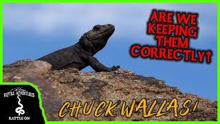 CHUCKWALLAS (and other DESERT LIZARDS) IN THE WILD! Are we keeping them correctly?