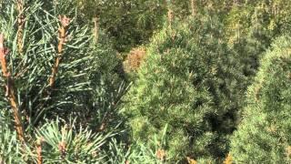 Christmas Tree Species: Scotch Pine