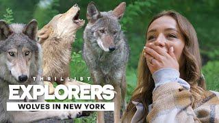 Howl with Wolves at the Wolf Conservation Center in Upstate New York | Thrillist Explorers