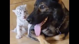 Igor the foster dad with his new cubs.mp4