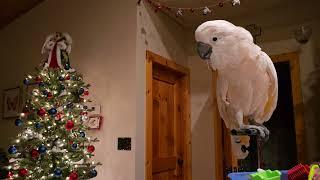 Cockatoo Cuteness 