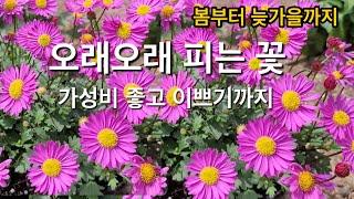 봄부터 늦가을까지 오래오래 피는 꽃 12가지 // 가성비 좋고 이쁘기까지