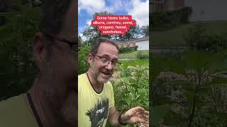 How I make easier more productive gardens with “guilds” #permaculture #easygarden #vegetablegarden