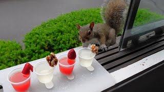 Squirrels' reactions to cocktails