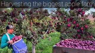 THE MOST BIGGEST APPLE FARM - Washington Red Delicious& Red Scarlet