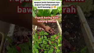 pupuk handalan#shorst #berkebun #gardening #garden
