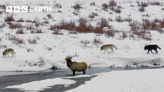 Hungry Wolf Pack Trap Elk | Yellowstone | BBC Earth