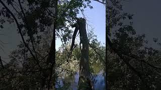 lightning hit tree #lightning  #tree   #river #park