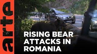 Romania Gets Tough on Its Brown Bear Problem | ARTE.tv Documentary