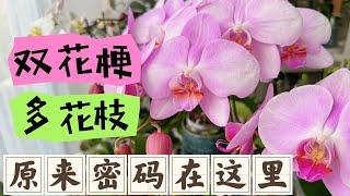 【23162】超实用方法，让蝴蝶兰多花梗/多花枝，植株强壮【静姐说花】