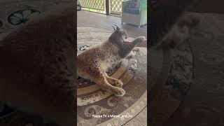 Lynx Marsel with Anna