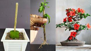 You Won't Believe How Easy Hibiscus Plant Propagation Is!