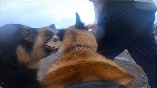 Australian Shepherd Goes After Belgian Malinois At Dog Park